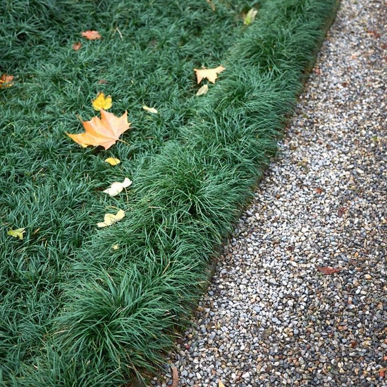 Ophiopogon japonicus dwarf mondo grass groundcover