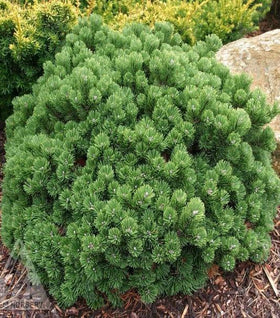 Dwarf Mugo Pine