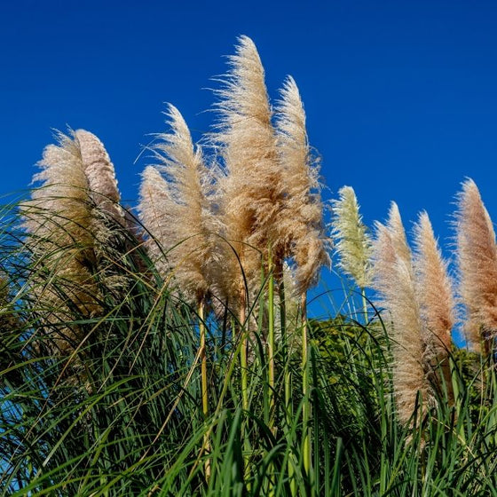 Cortaderia selloana Pumila dwarf pampas grass