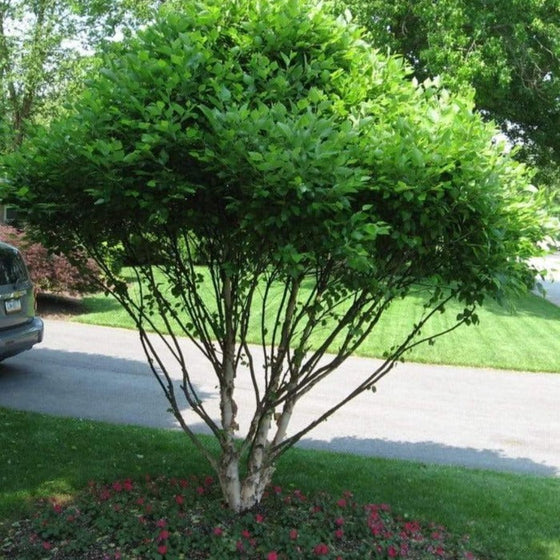 Dwarf River Birch Little King with vibrant green foliage