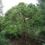 Dwarf River Birch Little King in a mixed landscape