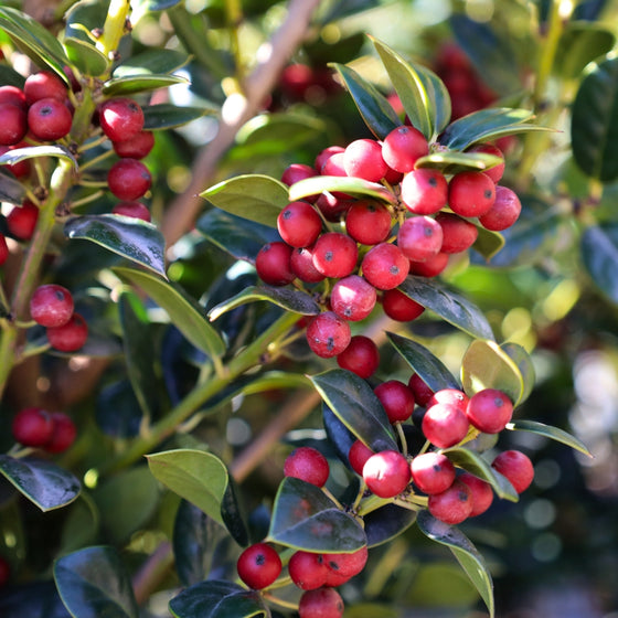close up view of dwarf Burford Holly loaded with red berries