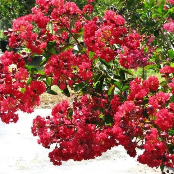 A close up photo of Dynamite Crape Myrtle vivid red flower clusters