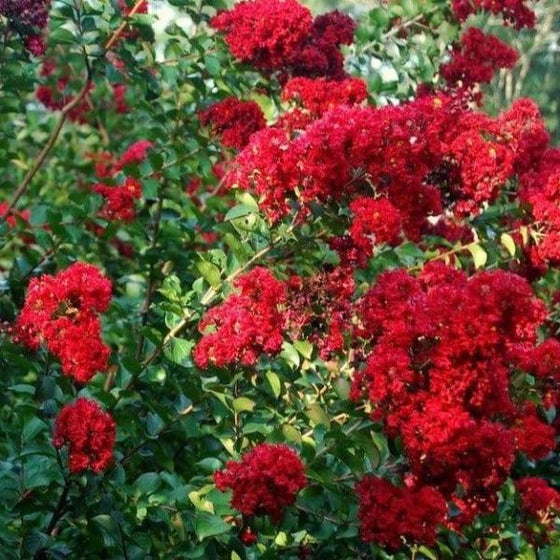Dynamite Crepe Myrtle Tree with fiery ruby crepe-paper-like blooms