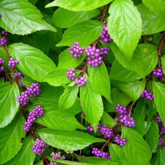 Early Amethyst Purple Beautyberry Shrubs Callicarpa Flowering