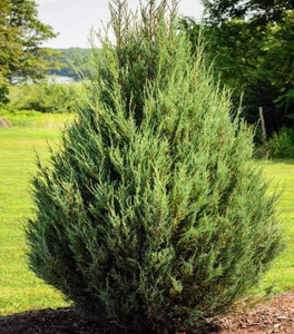 Eastern Red Cedar