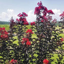 ebony flame crape myrtles shrub in a field with tall dark red foliage holding red flowers