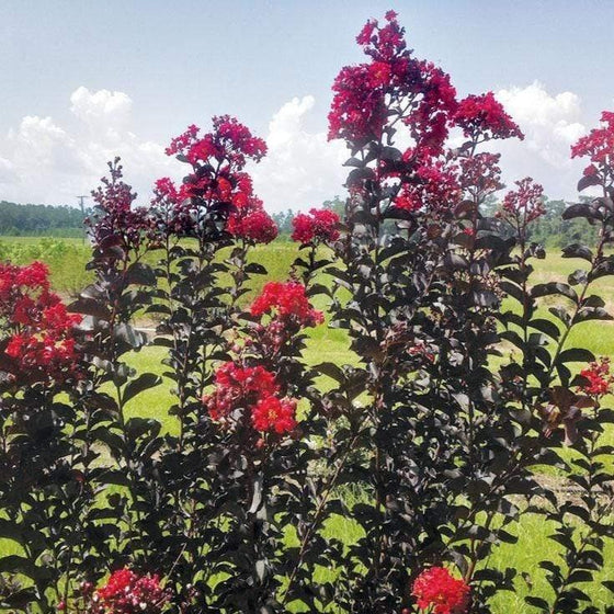 ebony flame crape myrtles shrub in a field with tall dark red foliage holding red flowers