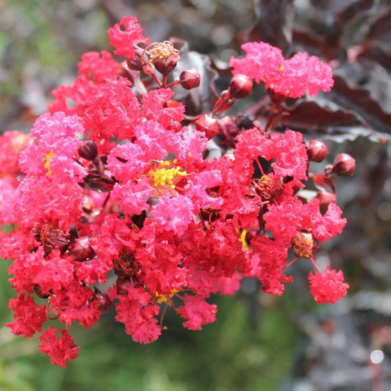 bright red flower clusters of ebony flame with dark red foliage