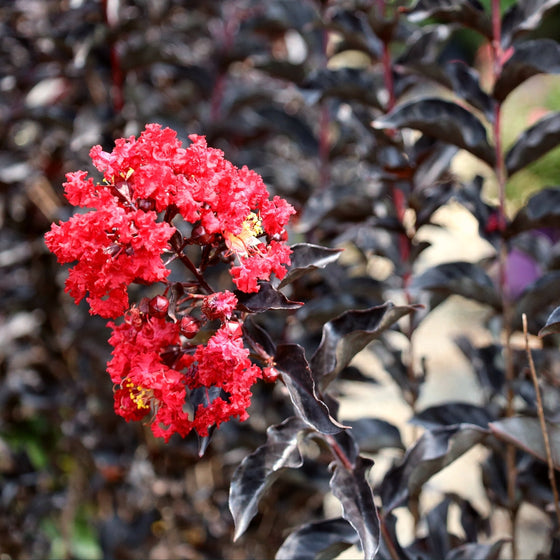 beautiful dark foliage contrasts with coral red blooms on ebony flame crape myrtle