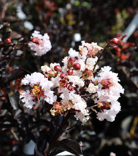 Ebony Glow Crape Myrtle