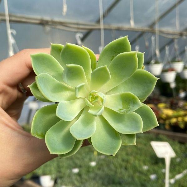 blue succulents for sale Echeveria 'Blue Atoll' Succulent