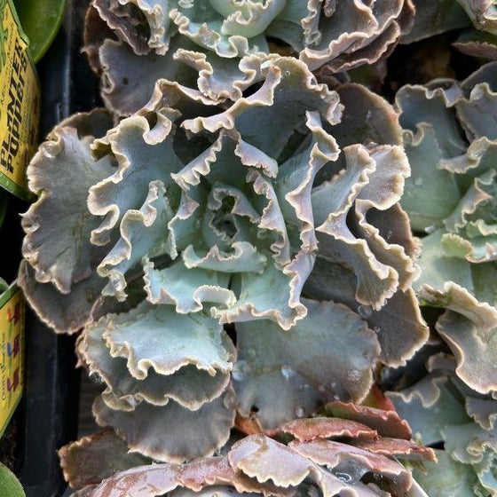 low maintenance beautiful succulent houseplant echeveria rosea