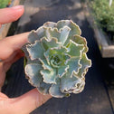 ruffled purple and green leaves on echeveria rosea succulent plant
