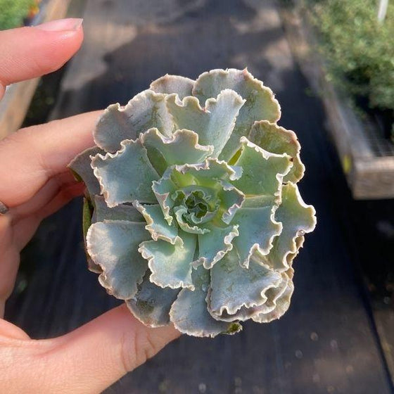 ruffled purple and green leaves on echeveria rosea succulent plant