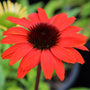 bright red orange echinacea