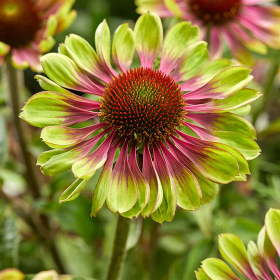 unique green and magentaflower of echinacea green twister