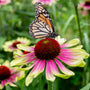 tie dye cone flower of Echinacea Green Twister