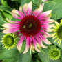 unique green twister coneflower