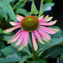 echinacea green twister Flower