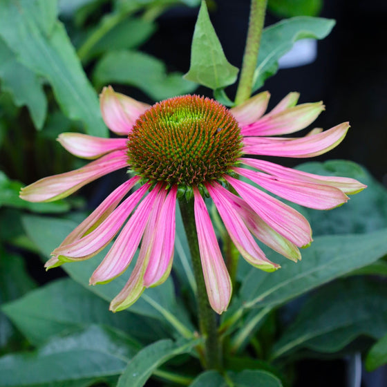 echinacea green twister Flower