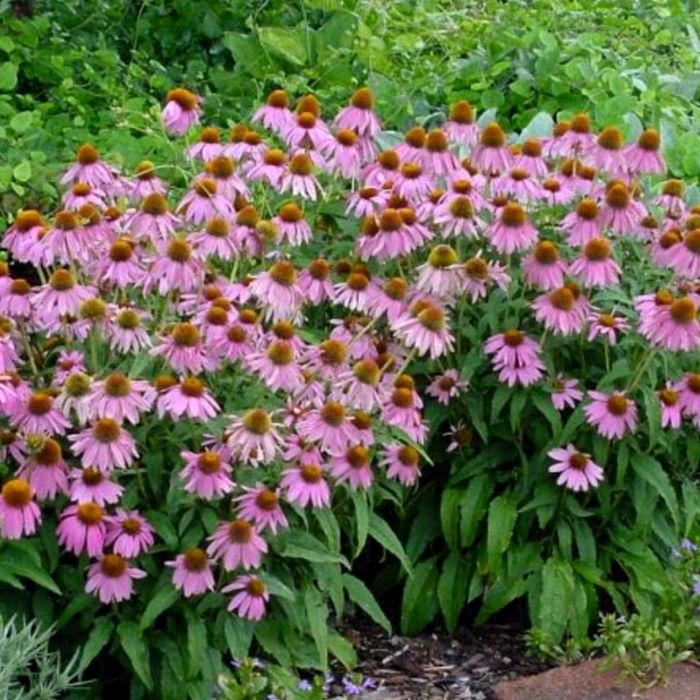 Buy Dwarf Coneflower Plants Online Free Shipping Over 129