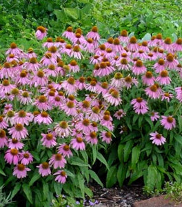 Echinacea 'Kim's Knee High' Coneflower