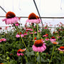 cluster of Purple Coneflower Magnus in bloom