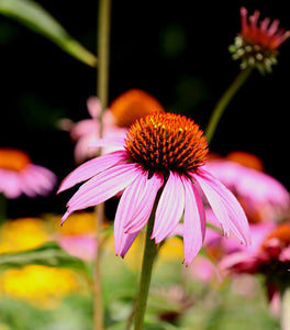 Echinacea Magnus