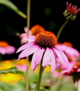Echinacea Magnus