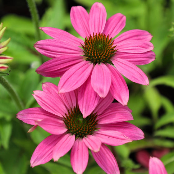 Bright violet blooms on echinacea pow wow wild berry