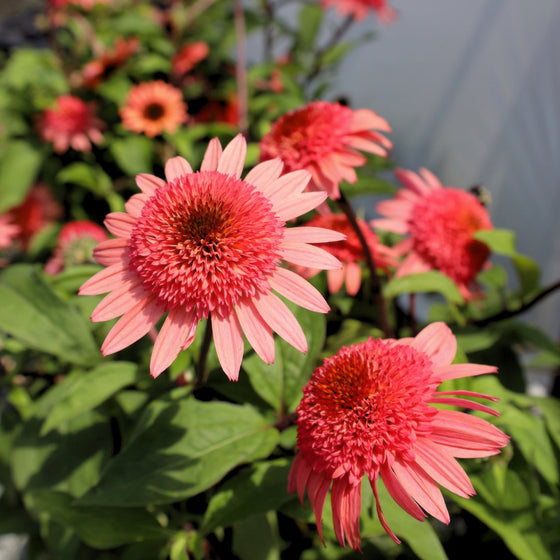 coral summer bloomer