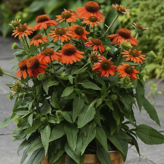 echinacea sombrero Adobe Orange in a container on a patio