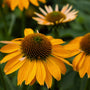 Echinacea Sombrero Granada Gold flower close-up