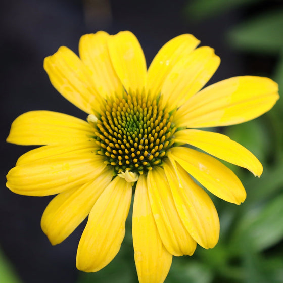 Echinacea sombrero lemon yellow close up bloom