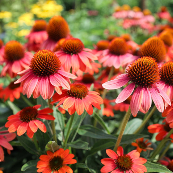 echinacea-sombrero-poco-hot-coral-flowers