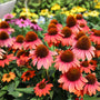 Echinacea Sombrero Poco™ Hot Coral in the mixed border