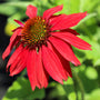 Echinacea Sombrero Salsa Red young flower close up