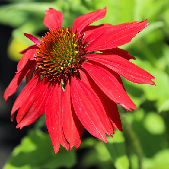 Echinacea Sombrero Salsa Red young flower close up