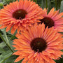 close up blooms on echinacea sunseekers rainbow