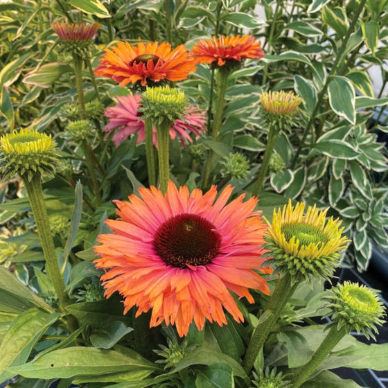 coral hot pink coneflower summer blooms