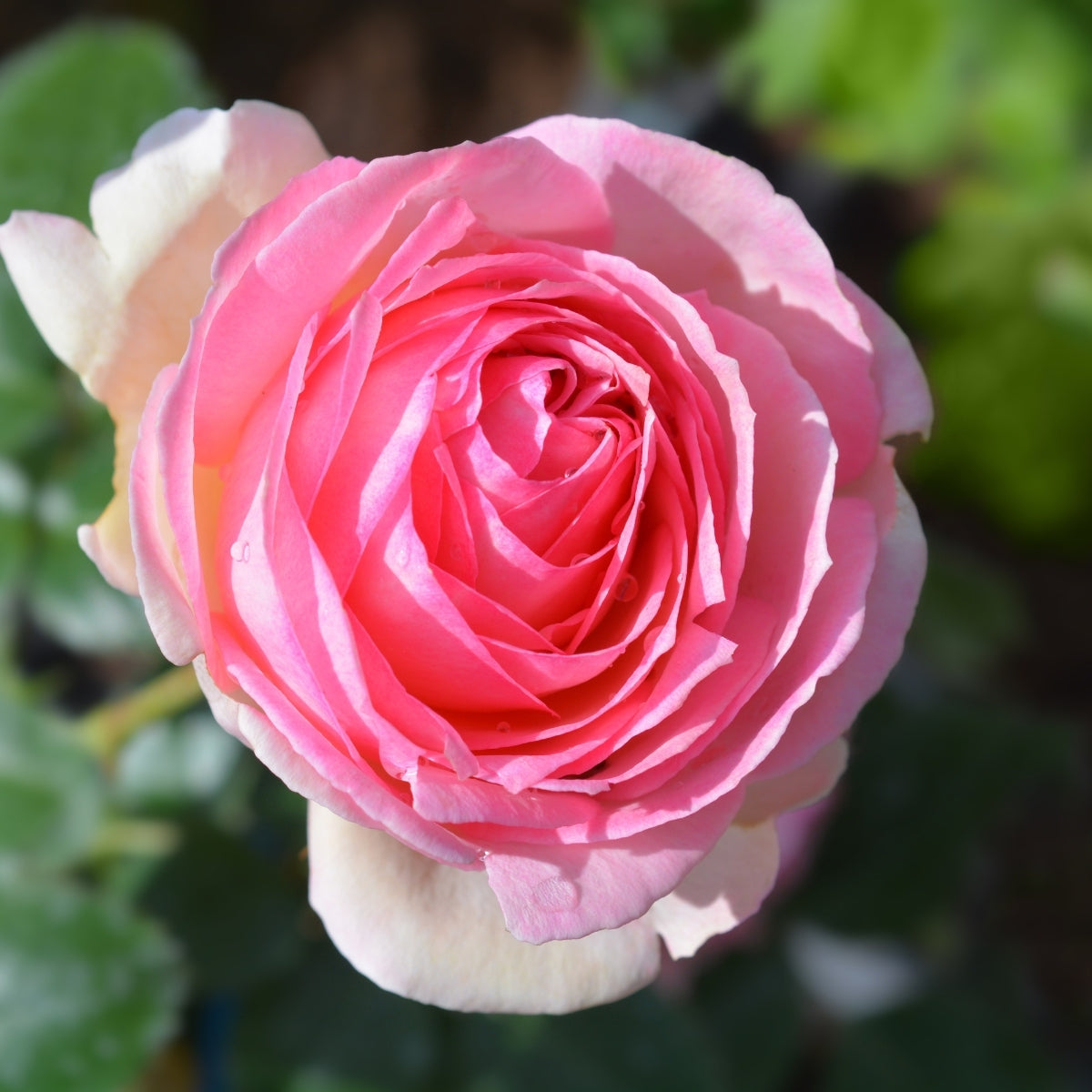 rose klapprad Eden Climbing Rose (Pierre de Ronsard) – Pink Repeat-Bloom Climber