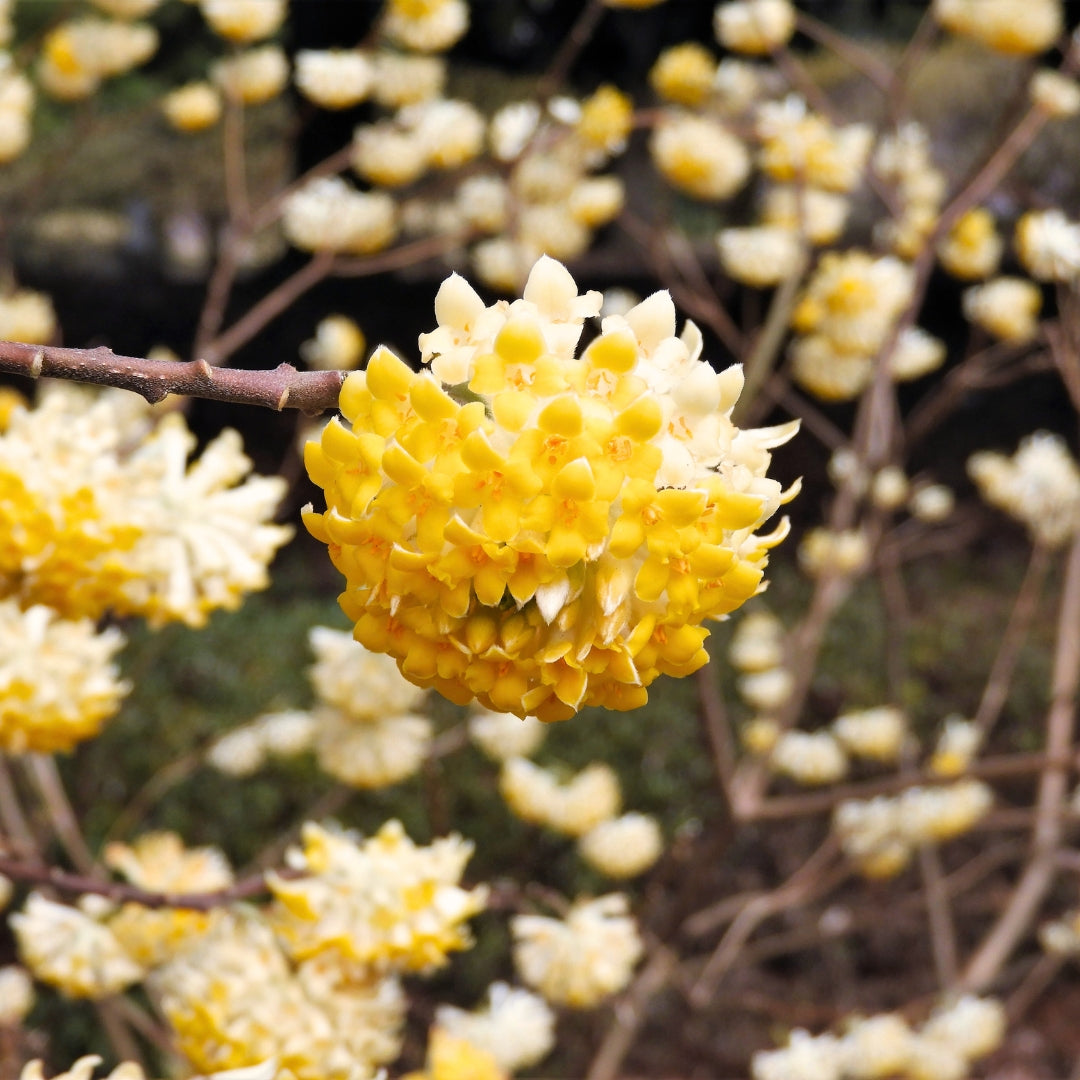 Edgeworthia chrysantha