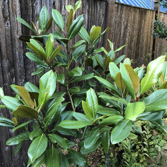 Small Evergreen Magnolia Tree with thick green leaves