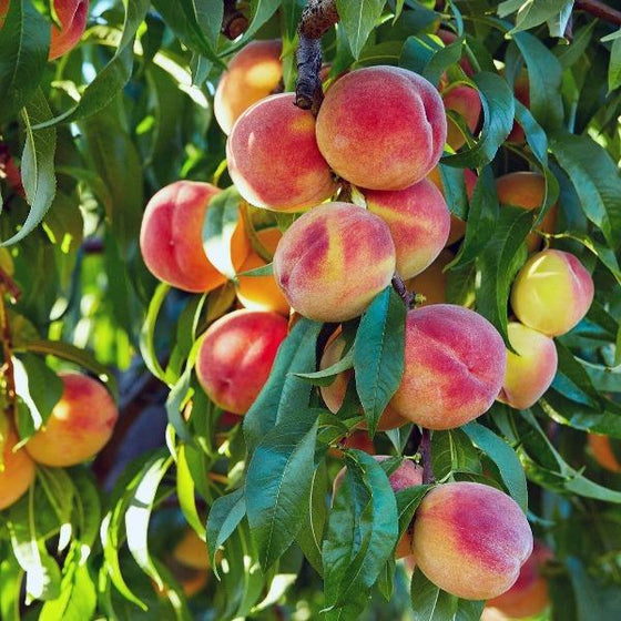 Elberta Peaches ripening on an Elberta Peach Tree branch