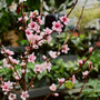 Elberta peach flowers in the spring