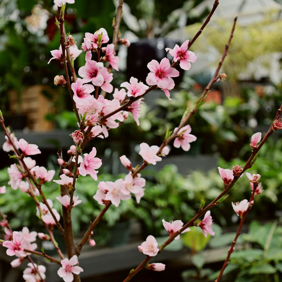 Elberta peach flowers in the spring