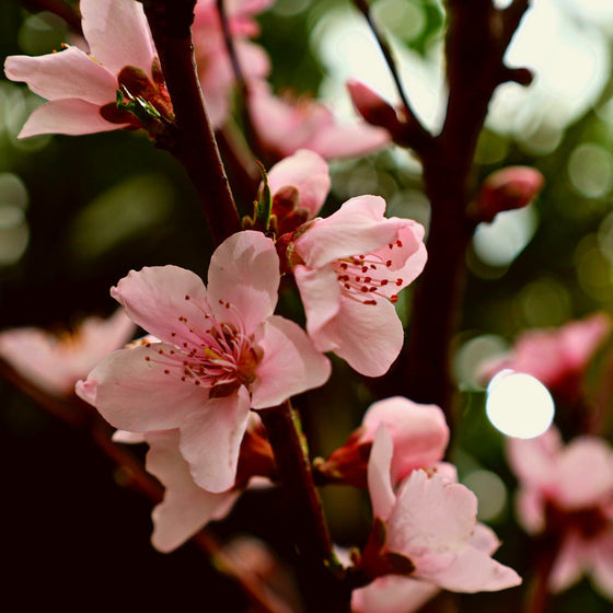 Elberta peach flowers in the spring
