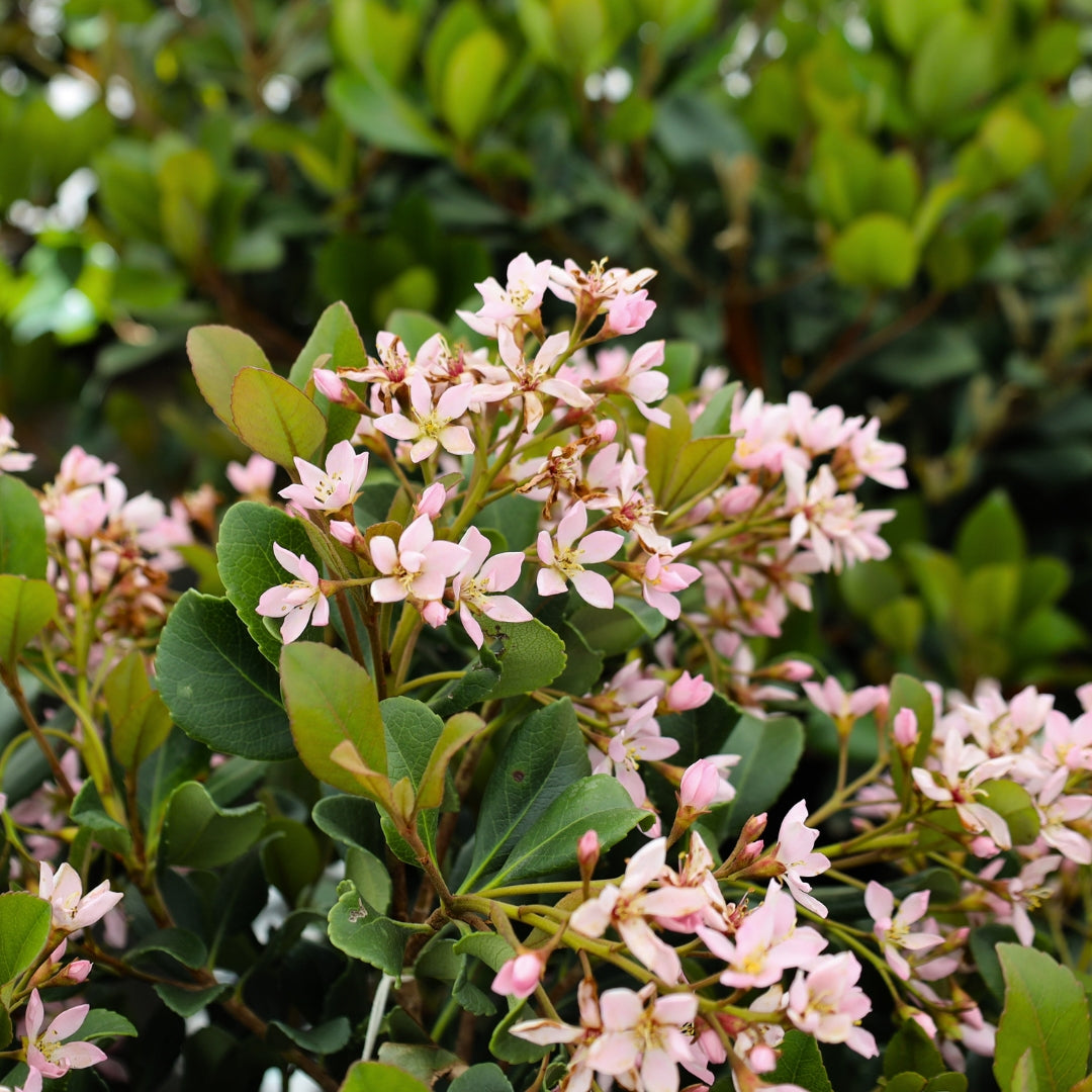Is Indian Hawthorn Invasive