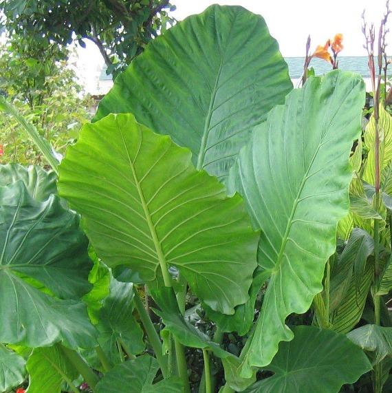 Elephant Ear Plants for Sale Garden Goods Direct